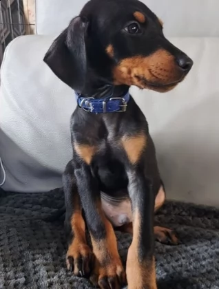 cuccioli di dobermann | Foto 0