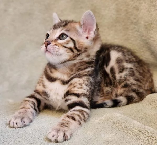 gattino bengala ipoallergenico per voi | Foto 0