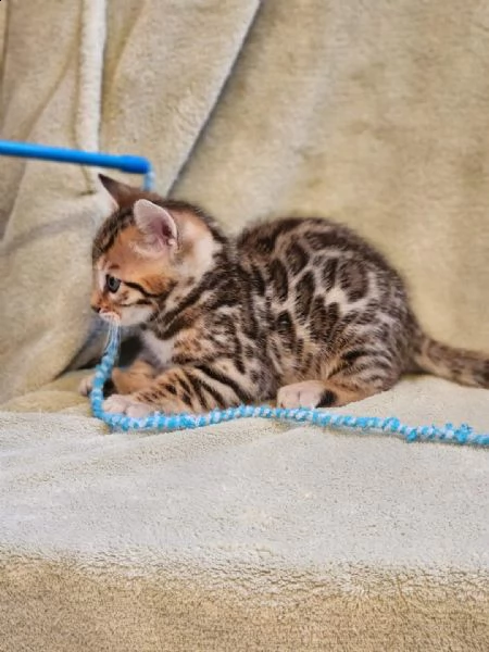 gattino bengala ipoallergenico per voi