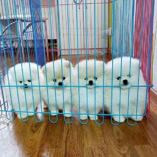  preziosi cuccioli di pomerania in adozione;';';'