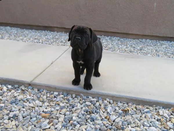 cuccioli di cane corso 