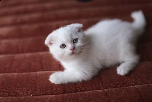 gattini scottish fold e straight