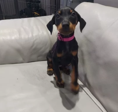 cuccioli di razza dobermann