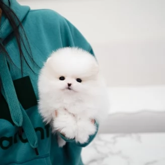 volpino di pomerania cucciolo