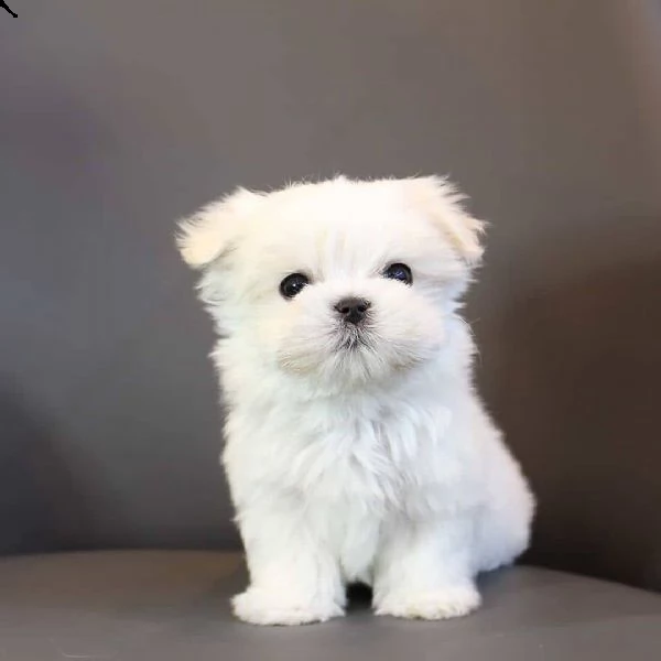 cuccioli di maltese toy