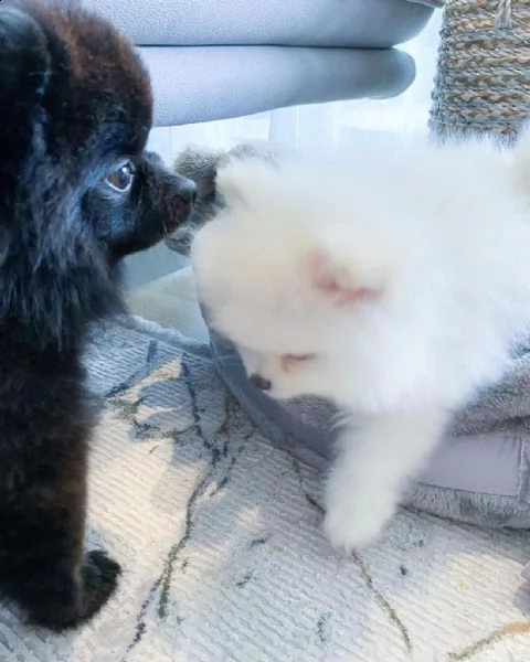  preziosi cuccioli di pomerania in adozione[=]