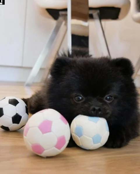  preziosi cuccioli di pomerania in adozione[=] | Foto 0