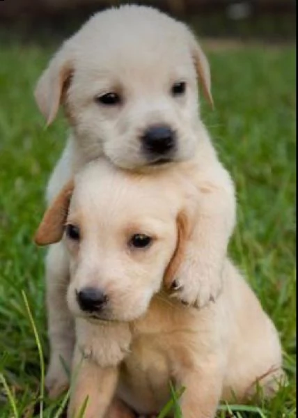  regalo cuccioli labrador bellissimi cuccioli di labrador di prima scelta in pronta consegna microci