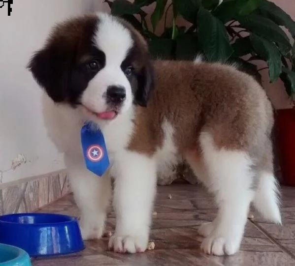  regalo adorabili cuccioli san bernardo femminucce e maschietti gratuita i cuccioli sono vaccinati s