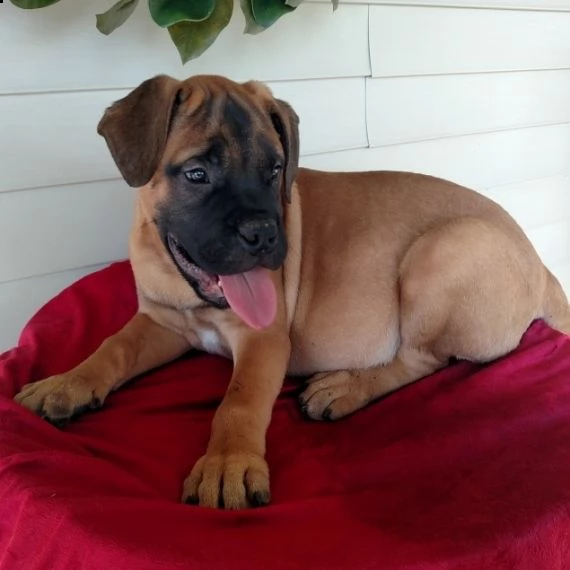 regalo bullmastiff cuccioli