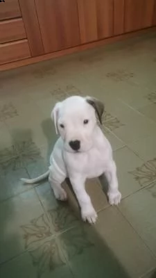 disponibili cuccioli di dogo argentino | Foto 1