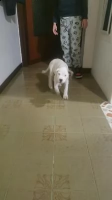 disponibili cuccioli di dogo argentino | Foto 0