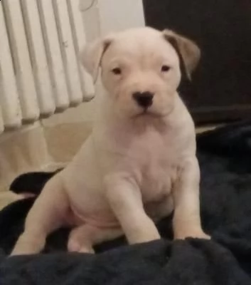 disponibili cuccioli di dogo argentino