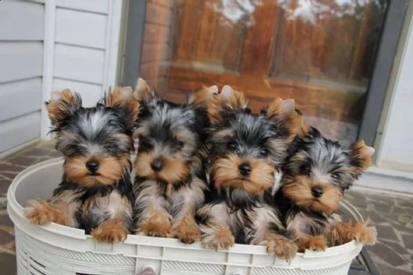 cuccioli di yorkie maschio e femmina.