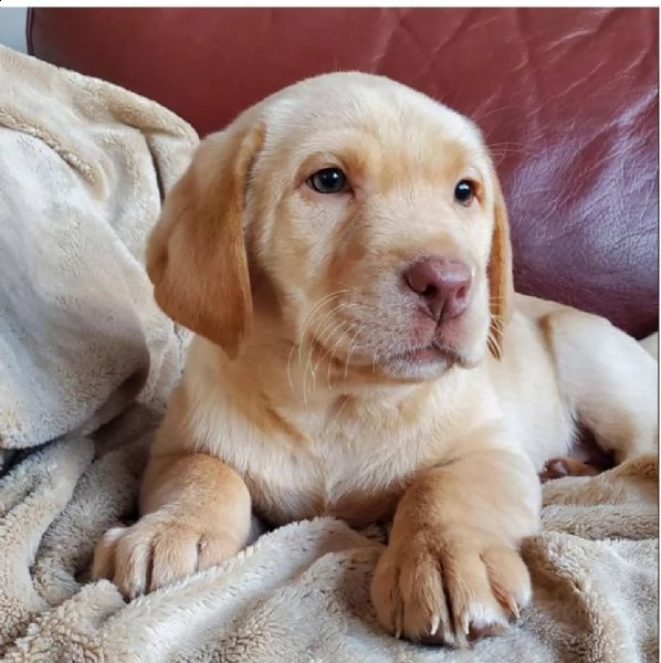 bello labrador , maschio e femmina,in regalo