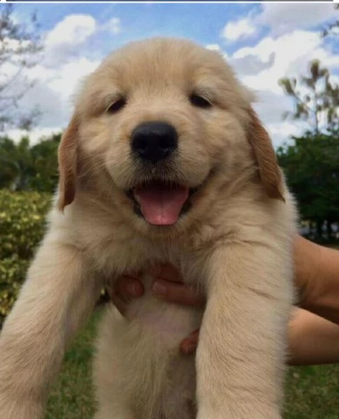  regalo cuccioli di golden retriver disponibili bellissimi cuccioli di golden taglia standard mantel