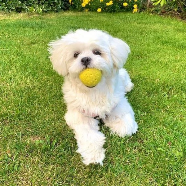 regalo maltese 