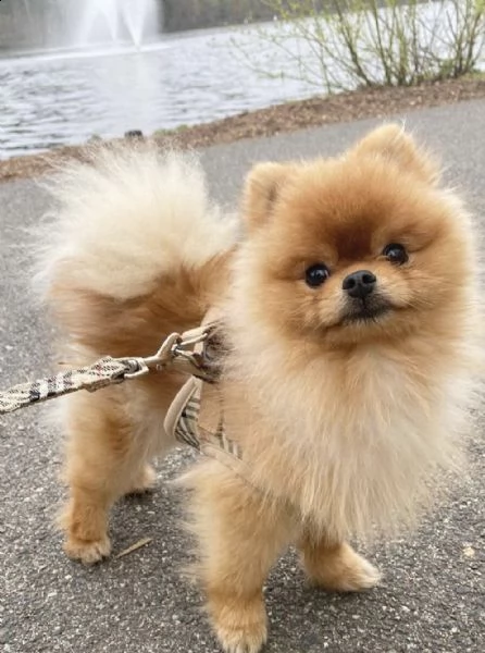 beautiful pomeranian  | Foto 0