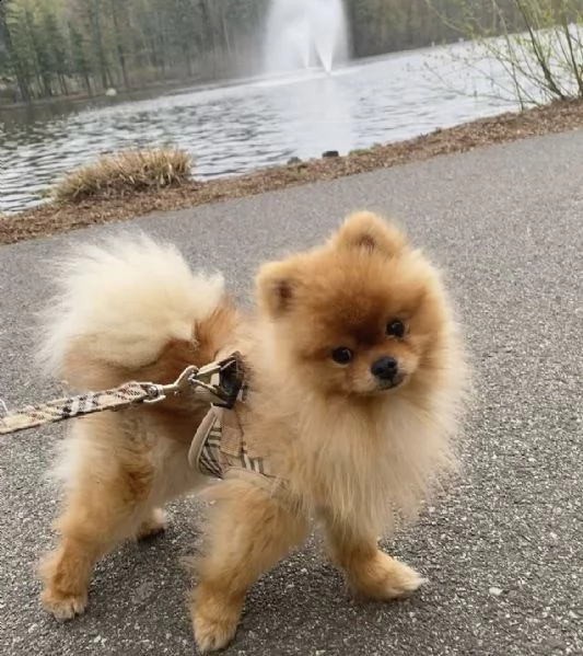 beautiful pomeranian puppy  | Foto 0