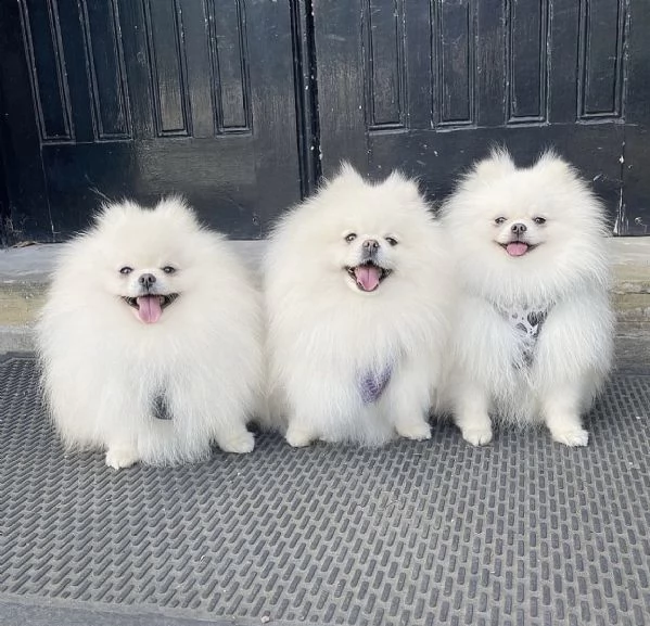 beautiful pomeranian puppy 