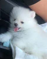  preziosi cuccioli di pomerania in adozione]]