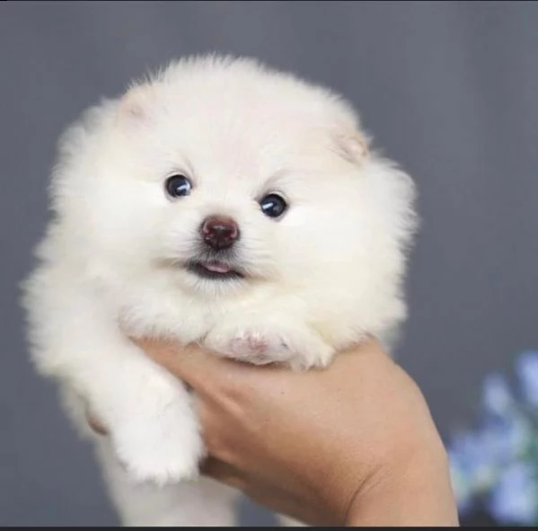  preziosi cuccioli di pomerania in adozione]] | Foto 0