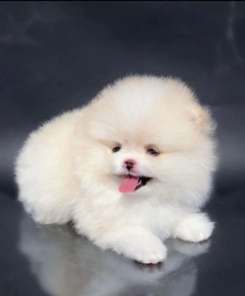  preziosi cuccioli di pomerania in adozione[[[] | Foto 0