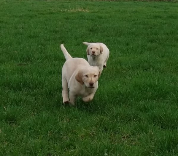 SPLENDIDI CUCCIOLI DI LABRADOR RETRIEVERS CHOCOLATE