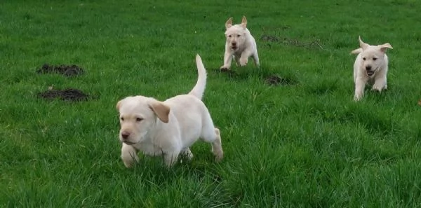 SPLENDIDI CUCCIOLI DI LABRADOR RETRIEVERS CHOCOLATE | Foto 4