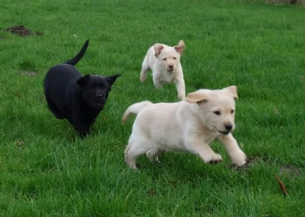 SPLENDIDI CUCCIOLI DI LABRADOR RETRIEVERS CHOCOLATE | Foto 1