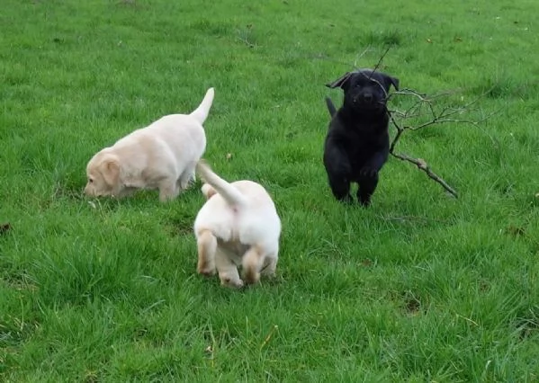 CUCCIOLI DI LABRADOR CREMA E CIOCCOLATO | Foto 1