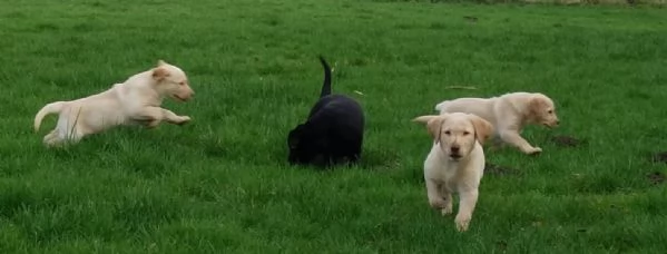 CUCCIOLI DI LABRADOR CREMA E CIOCCOLATO | Foto 0