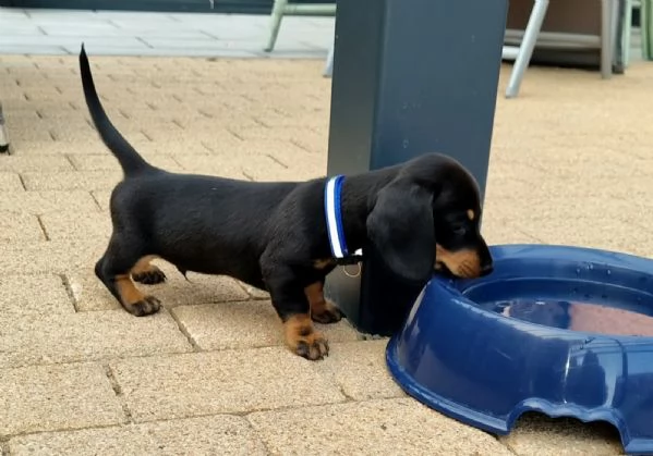 CUCCIOLI BASSOTTI DI BASSOTTO TEDESCO NANO PELO CORTO | Foto 3