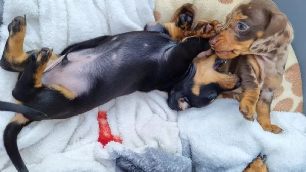 CUCCIOLI BASSOTTI DI BASSOTTO TEDESCO NANO PELO CORTO | Foto 2