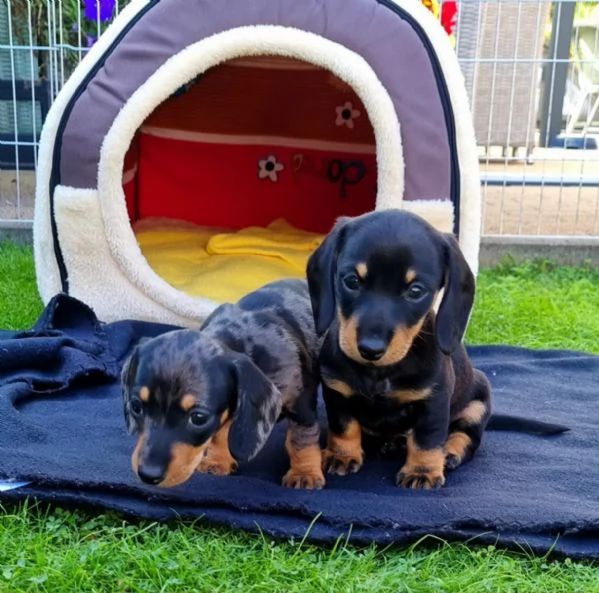 CUCCIOLI BASSOTTI DI BASSOTTO TEDESCO NANO PELO CORTO | Foto 1