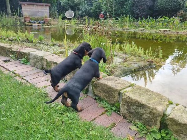 Bellissimi cuccioli di Bassotto subito disponibili,  | Foto 3