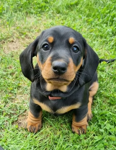 Bellissimi cuccioli di Bassotto subito disponibili,  | Foto 0