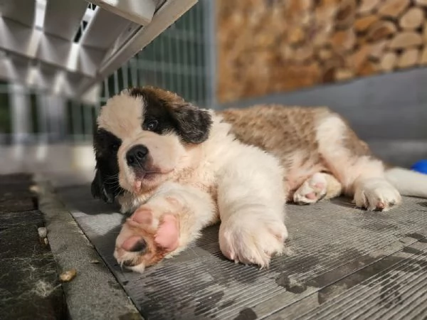 Cuccioli di San Bernardo in cerca di una nuova casa.