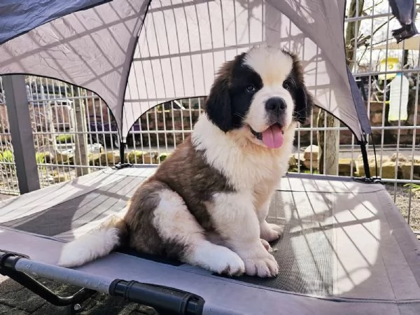 Cuccioli di San Bernardo in cerca di una nuova casa. | Foto 2