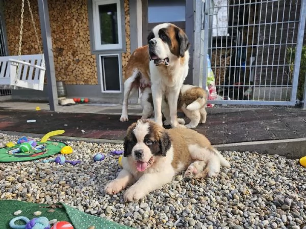 Cuccioli di San Bernardo in cerca di una nuova casa. | Foto 1