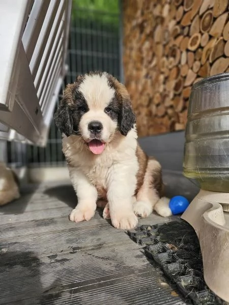 Cuccioli di San Bernardo in cerca di una nuova casa. | Foto 0