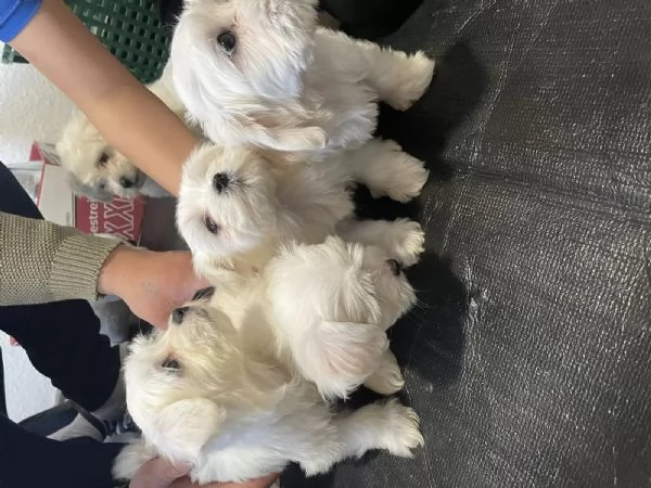 Bellissimi cuccioli di Maltese subito disponibili, | Foto 3