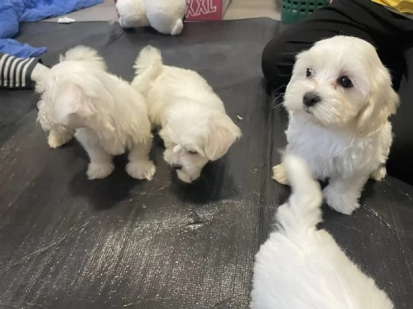 Bellissimi cuccioli di Maltese subito disponibili, | Foto 2