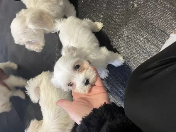 Bellissimi cuccioli di Maltese subito disponibili, | Foto 1