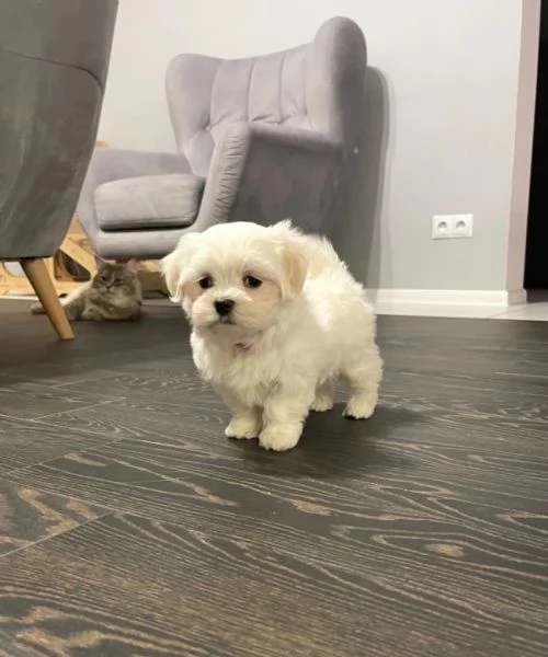 Bellissimi cuccioli di Maltese subito disponibili, | Foto 0