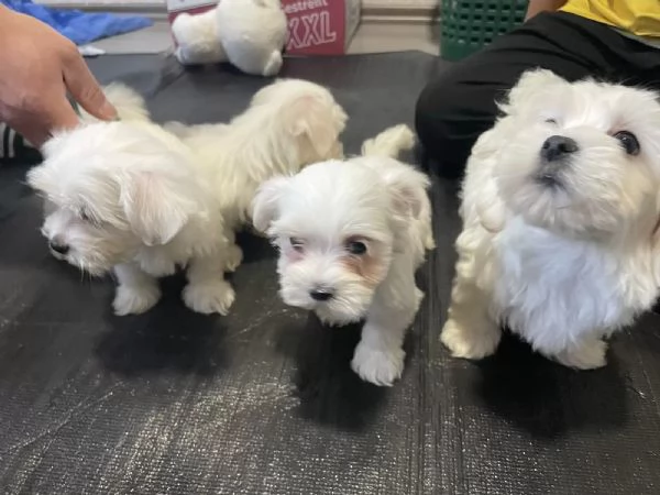 Disponibile Ulrimi cucciolo di maltese maschioe femmina