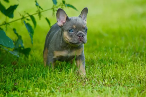 Bellissima femmina di bouledogue francese con pedigree Enci | Foto 3