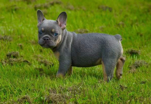 Bellissima femmina di bouledogue francese con pedigree Enci