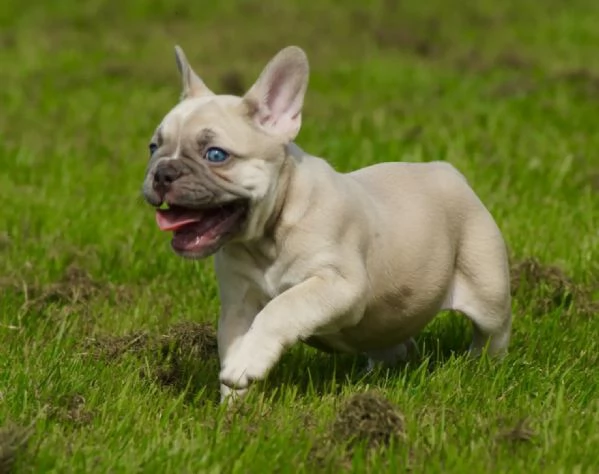 Bellissima femmina di bouledogue francese con pedigree Enci | Foto 1