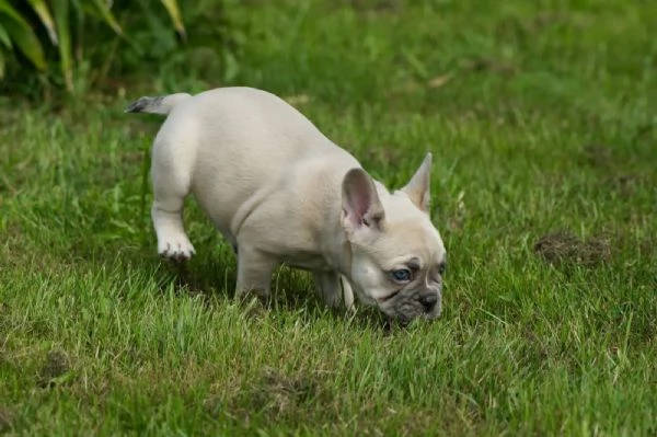 Bellissima femmina di bouledogue francese con pedigree Enci | Foto 0